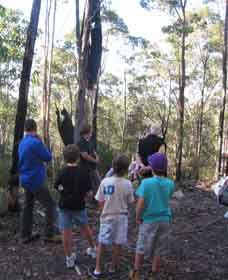 Boronia Tours - Restaurant Gold Coast 1