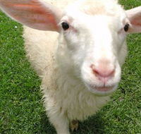 Golden Ridge Animal Farm - Restaurant Gold Coast