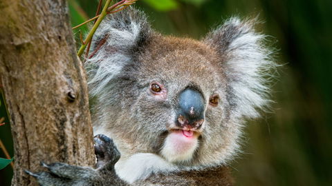 Brisbane Water National Park - Restaurant Gold Coast 2
