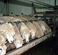 Island Pure Sheep Dairy And Cheese Factory - Restaurant Gold Coast