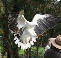 Raptor Domain - Restaurant Gold Coast