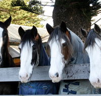 Victor Harbor Horse Drawn Tramway - Restaurant Gold Coast