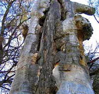 Junction Island Nature Reserve Canoe Tree and Walking Track - Restaurant Gold Coast
