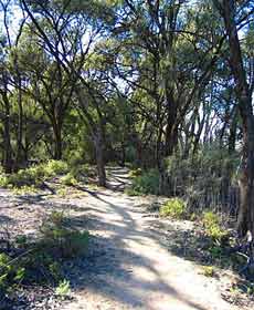 Junction Island Nature Reserve, Canoe Tree And Walking Track - Restaurant Gold Coast 2