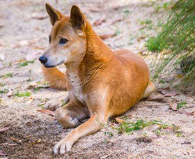 Territory Wildlife Park - Restaurant Gold Coast 2