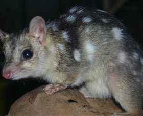 Territory Wildlife Park - Restaurant Gold Coast 6