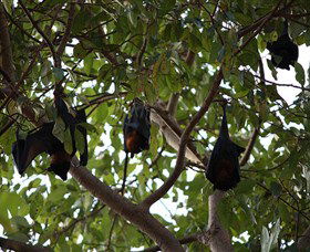 Manngarre Rainforest Walk - Restaurant Gold Coast 0