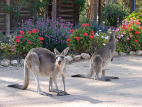 The Pioneer Settlement - Restaurant Gold Coast 5