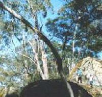 Dergholm State Park - Restaurant Gold Coast