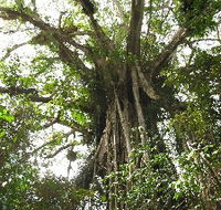 Cathedral Fig Tree - Restaurant Gold Coast