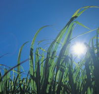 Australian Sugar Industry Museum - Restaurant Gold Coast
