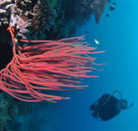 Eddy Reef Dive Site - Restaurant Gold Coast