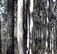 Kooyoora State Park - Restaurant Gold Coast
