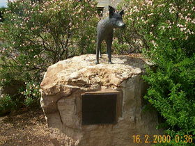 Dingo Statue - Restaurant Gold Coast 0