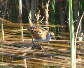Fivebough Wetlands - Restaurant Gold Coast 1