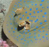Jorgey's Patch Dive Site - Restaurant Gold Coast
