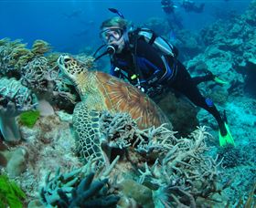 The Oasis Dive Site - Restaurant Gold Coast 1