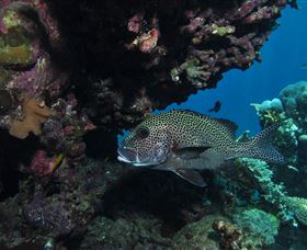The Oasis Dive Site - Restaurant Gold Coast 3