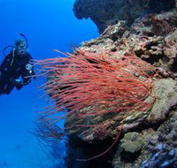 Three Sisters Dive Site - Restaurant Gold Coast
