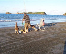 Cape Hillsborough National Park - Restaurant Gold Coast 0