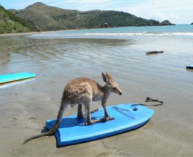 Cape Hillsborough National Park - Restaurant Gold Coast 1