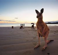 Wallabies on the Beach at Cape Hillsborough - Restaurant Gold Coast