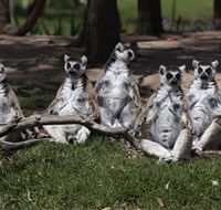 Savannah Visitor Plaza Taronga Western Plains Zoo Dubbo - Restaurant Gold Coast