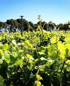 Basalt Wines - Restaurant Gold Coast 0