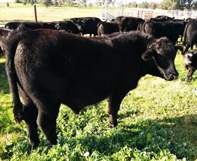 Ochre Arch Farm - Restaurant Gold Coast 2