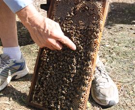 Bees On Keswick Island - Restaurant Gold Coast 1