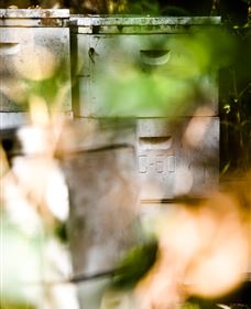 Bees On Keswick Island - Restaurant Gold Coast 0