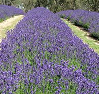 Yuulong Lavender Estate - Restaurant Gold Coast