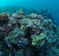 Manta Ray Drop Off Dive Site - Restaurant Gold Coast