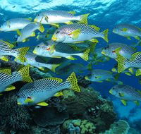 Challenger Bay Dive Site - Restaurant Gold Coast