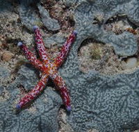Clam Gardens Dive Site - Restaurant Gold Coast