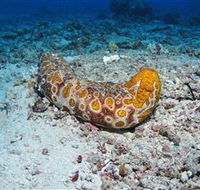 Two Towers Dive Site - Restaurant Gold Coast