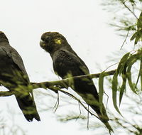 Conimbla National Park - Restaurant Gold Coast