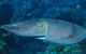 Snake Pit Dive Site - thumb 1