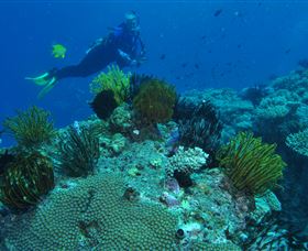 Snake Pit Dive Site - Restaurant Gold Coast 2