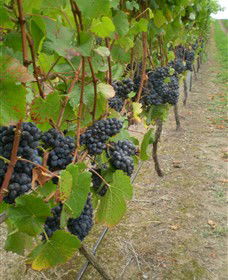 Gisborne Peak Winery - Restaurant Gold Coast 4