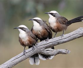 Winton Wetlands Reserve - Restaurant Gold Coast 1