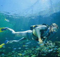 Seaflight Bommie Dive Site - Restaurant Gold Coast