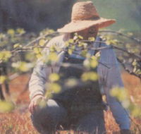 Canobolas Smith Winery - Restaurant Gold Coast