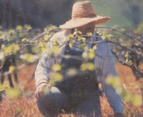 Canobolas Smith Winery - Restaurant Gold Coast 0