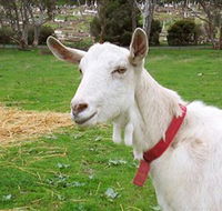 Dunkell Goats - Restaurant Gold Coast