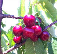 Ballinaclash Orchard and Cellar Door - Restaurant Gold Coast