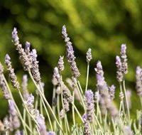 Rustique Lavender Farm - Restaurant Gold Coast