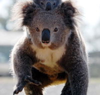 Koalas in Gunnedah - Restaurant Gold Coast