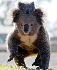 Koalas In Gunnedah - Restaurant Gold Coast 0