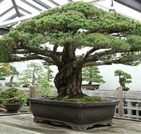 Peards Complex Albury - Restaurant Gold Coast